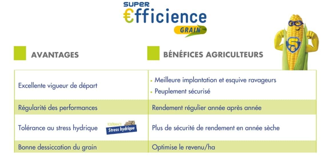 Advanta, super efficience maïs fourrage et grain - © D.R.