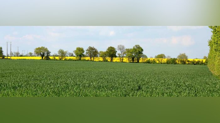 Fongicides blé, vers la fin du T1 ?