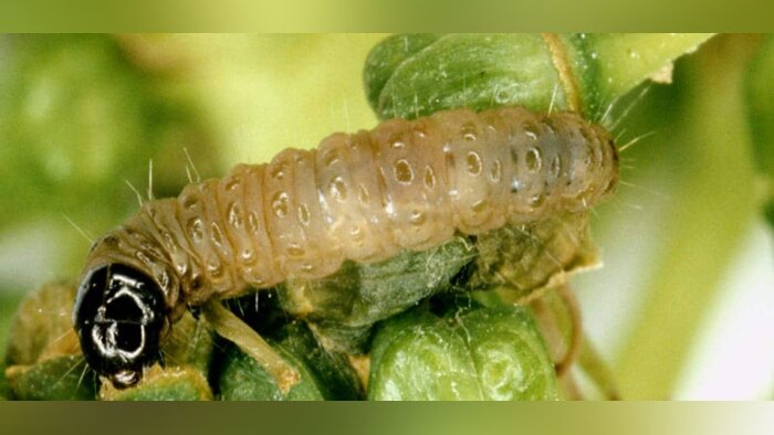 Contre les ravageurs de la vigne, Corteva lance Fycilia