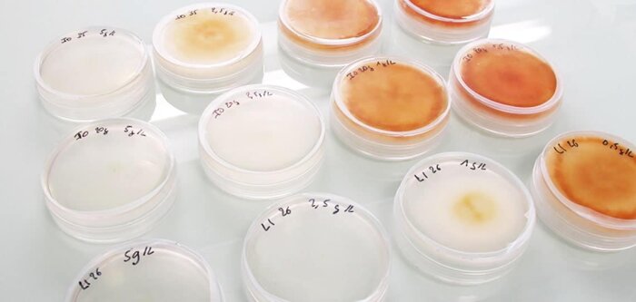 La microalgue antifongique « Amphidinium carterae », à partir de laquelle ImmunRise Biocontrol compt - © D.R.