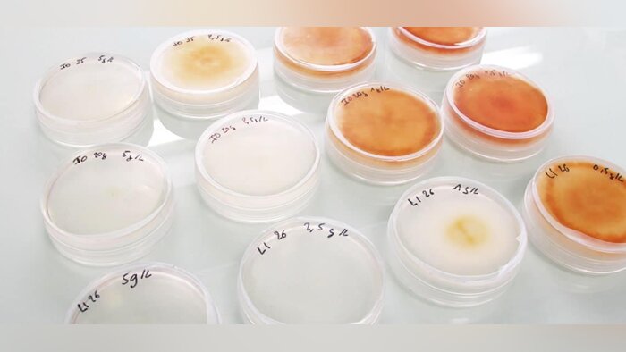 La microalgue antifongique « Amphidinium carterae », à partir de laquelle ImmunRise Biocontrol compt - © D.R.