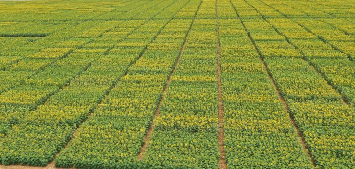 MAS Seeds renforce sa génétique tournesol afin de répondre aux exigences du marché français