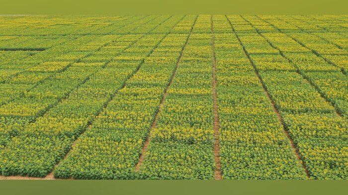 MAS Seeds renforce sa génétique tournesol afin de répondre aux exigences du marché français