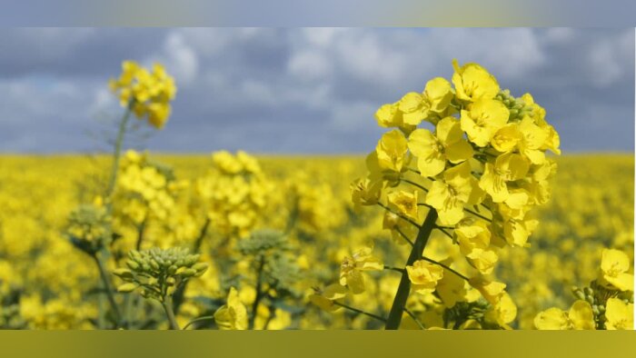 Sclérotinia du colza, pourquoi opter pour le biocontrôle Rhapsody ?