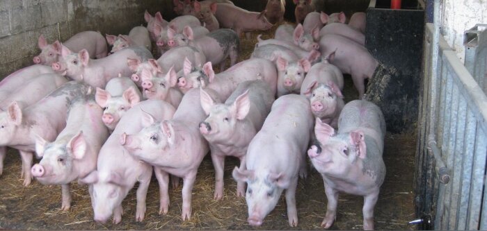 Peste porcine africaine : la DGAL publie la stratégie de lutte