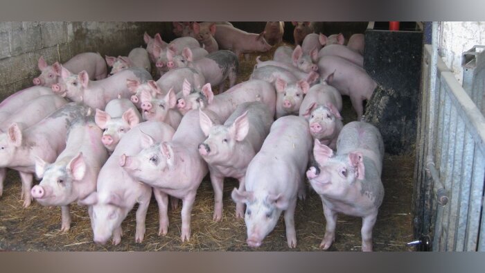 Peste porcine africaine : la DGAL publie la stratégie de lutte