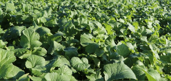 Deleplanque - Saaten Union communique sur les plantes multi-services
