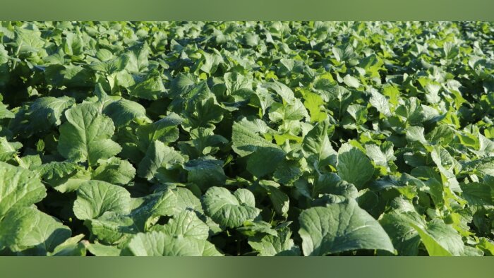 Deleplanque - Saaten Union communique sur les plantes multi-services