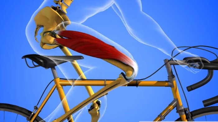 La chaîne Anatomie 3D Lyon, sous licence CC-BY-ND, Univ Lyon 1 - © D.R.