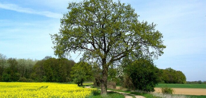 L’Inrae a remis un rapport sur les PSE au ministère de l’Agriculture