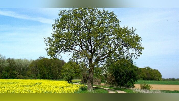 L’Inrae a remis un rapport sur les PSE au ministère de l’Agriculture