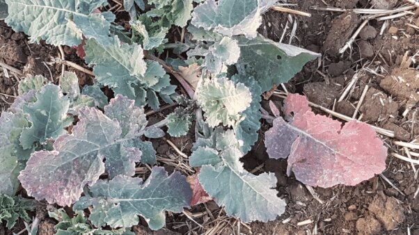 La fertilisation du colza à l’automne, un facteur essentiel de réussite de la culture - © D.R.