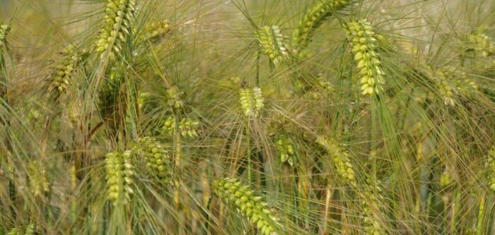 SDHI et principe de précaution, le point avec Denis Zmirou-Navier, de la cnDAspe