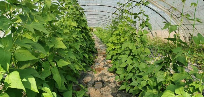 Pesticides à base de micro-organismes, bientôt une évaluation adaptée