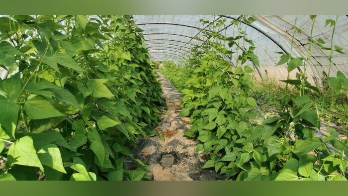 Pesticides à base de micro-organismes, bientôt une évaluation adaptée