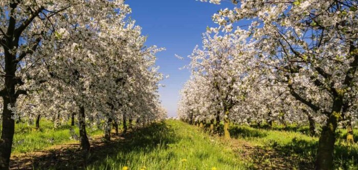 Agroécologie : fertilisation organique et biostimulation