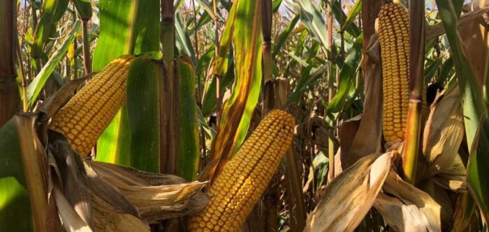 DEKALB labellise la performance de ses maïs grain et fourrage face aux stress climatiques