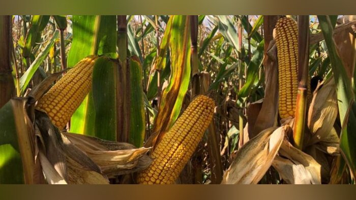 DEKALB labellise la performance de ses maïs grain et fourrage face aux stress climatiques