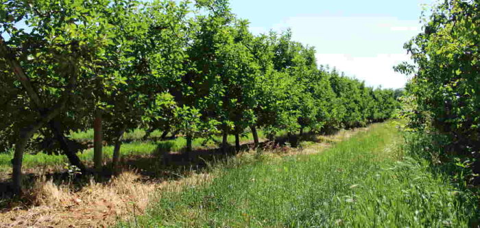 Le Label bas-carbone peut redynamiser la filière arboricole