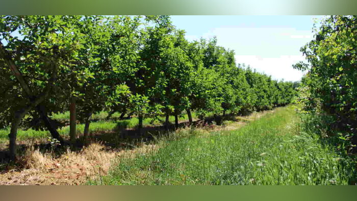 Occitanie, une base commune de conseil en vigne et arbo