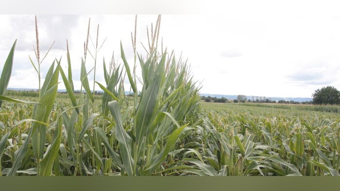 Les agriculteurs n’utilisent pas le glyphosate sans raisonnement agronomique