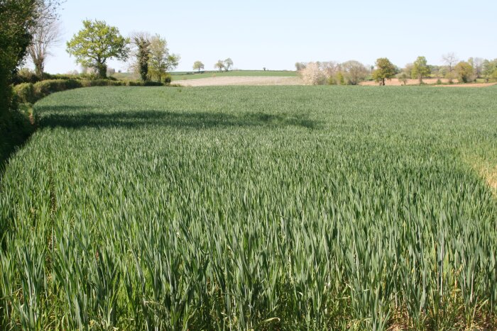 Adjuvants, une fréquence d’usage toujours croissante