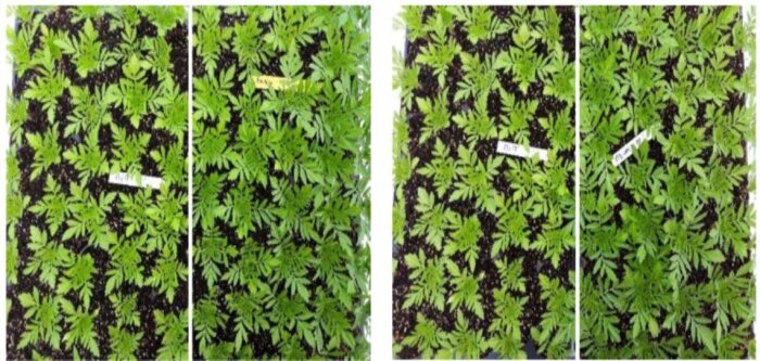 Autorisation de mise sur le marché de FLOMIX