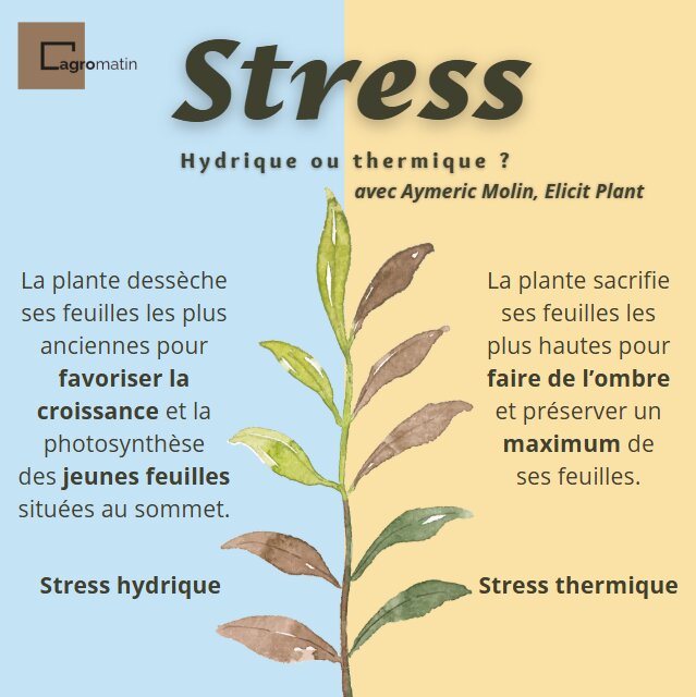 Les plantes ne réagissent pas de la même façon aux stress thermiques et hydriques - © Anne-Laure Thadée