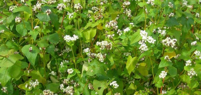 Cérébeauce fait le pari du sarrasin en dérobée