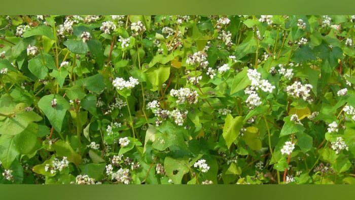 Cérébeauce fait le pari du sarrasin en dérobée