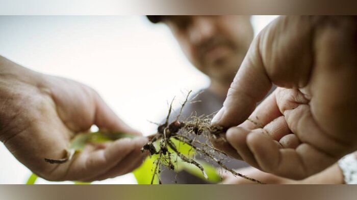 Avec LumiGEN, Pioneer sécurise le semis des maïs et tournesol