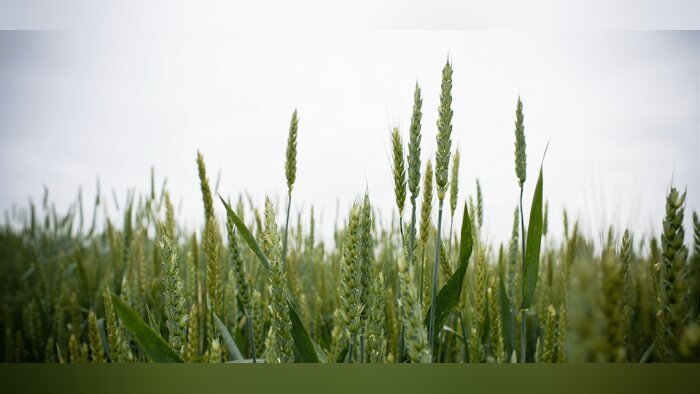Plan de soutien au bio, ouverture du guichet des demandes d’aide
