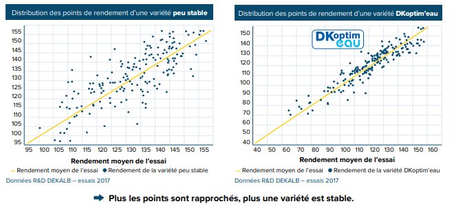 Quelles variétés de maïs choisir pour garantir le rendement en toutes conditions agronomiques ? - © D.R.