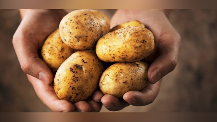 Baisse de l’IFT fongicide en pommes de terre et maintien des rendements grâce aux adjuvants
