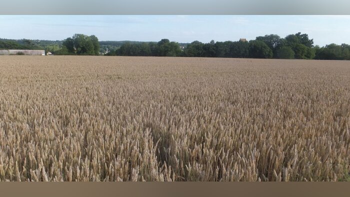 Castex demande aux préfets une vigilance dans la consommation des terres agricoles