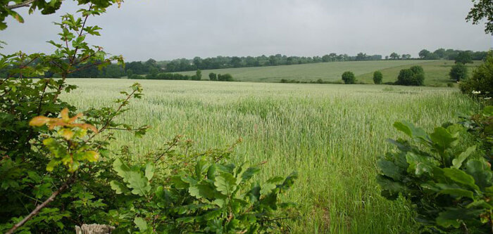 Arvalis met au point un indicateur sur les haies pour baisser les phytosanitaires