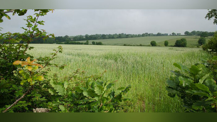 Arvalis met au point un indicateur sur les haies pour baisser les phytosanitaires