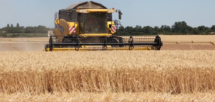 Moisson 2024 : une bonne qualité boulangère, une qualité semoulière dégradée, selon FranceAgriMer et Arvalis