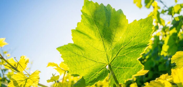 Une solution de biocontrôle pour chaque bioagresseur de la vigne