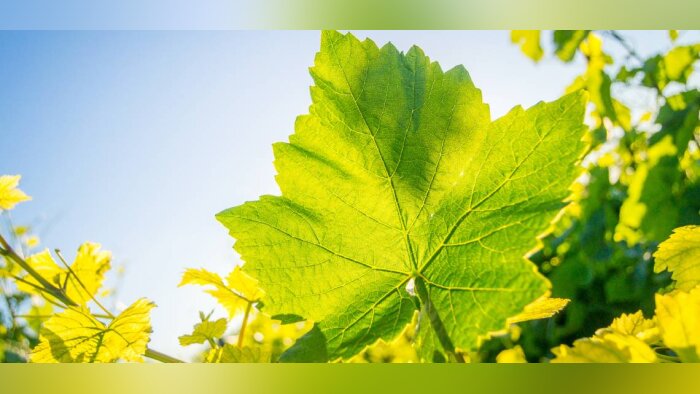 Une solution de biocontrôle pour chaque bioagresseur de la vigne
