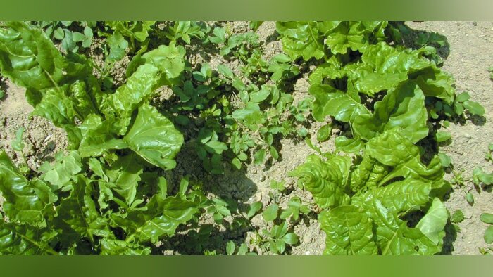 Evalio HerbiXpert, l’OAD de FMC pour accompagner ses herbicides