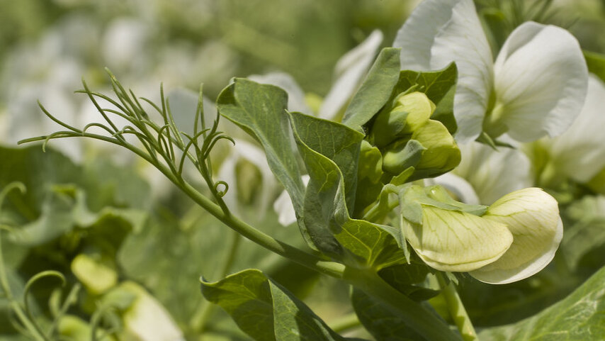 Photo: agromatin.com Lumisena Seed Treatment Temporarily Authorized for Winter Peas and Faba Beans