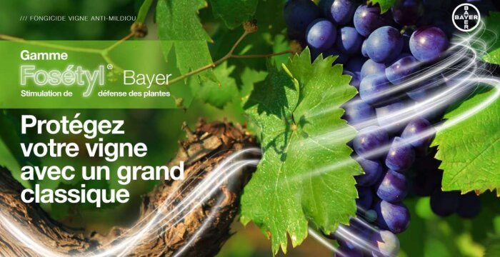 Mildiou de la vigne, comment le Fosétyl stimule-t-il les défenses de la plante ?