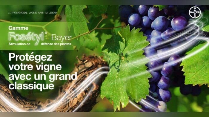 Mildiou de la vigne, comment le Fosétyl stimule-t-il les défenses de la plante ?