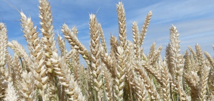 Avec les blés hybrides Hyacinth et Su Hymperial, la « Nouvelle Génération » s’installe et se renforce