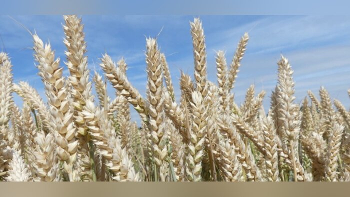 Avec les blés hybrides Hyacinth et Su Hymperial, la « Nouvelle Génération » s’installe et se renforce