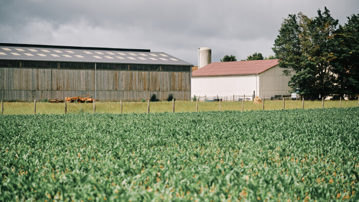 Oklima (EDF) lance une offre pour décarboner la filière agroalimentaire