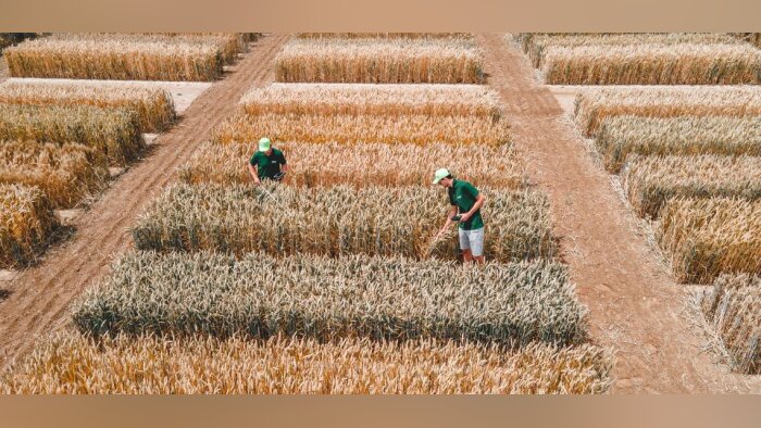 BASF lance Ideltis, la marque de semences pour son futur blé hybride