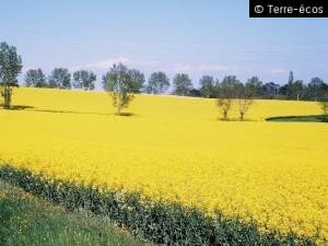 Clearfield et OGM, la Confédération paysanne et BASF Agro s’opposent