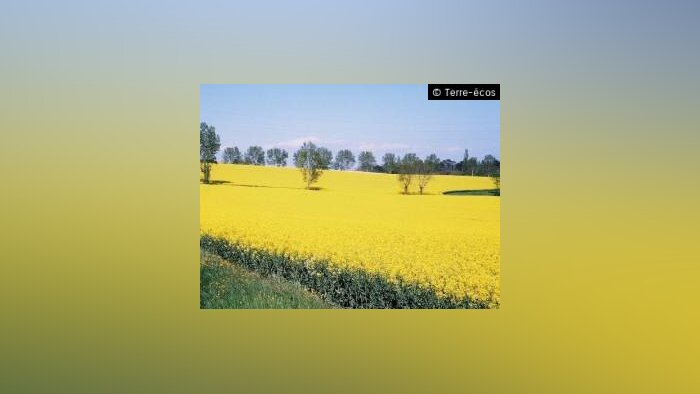 Clearfield et OGM, la Confédération paysanne et BASF Agro s’opposent